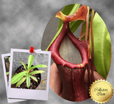 TROPICAL PITCHER PLANT: Nepenthes Bill Bailey Singalana x Ventricosa for sale | Buy carnivorous plants and seeds online @ South Africa's leading online plant nursery, Cultivo Carnivores