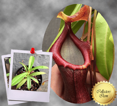 TROPICAL PITCHER PLANT: Nepenthes Bill Bailey Singalana x Ventricosa for sale | Buy carnivorous plants and seeds online @ South Africa's leading online plant nursery, Cultivo Carnivores