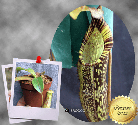 COLLECTORS ITEM 🌟 Nepenthes Spectabilis * Borneo Exotics 📏 8-10cm > Exact plant pictured