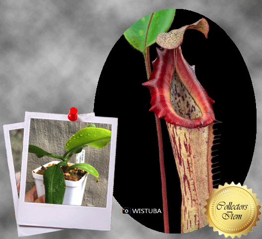 Nepenthes Veitchii x Boschiana · Seed grown Tropical pitcher · Wistuba