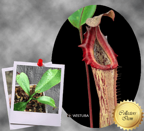 COLLECTORS ITEM 🌟 Nepenthes Veitchii x Boschiana AW #108b > Exact plant pictured