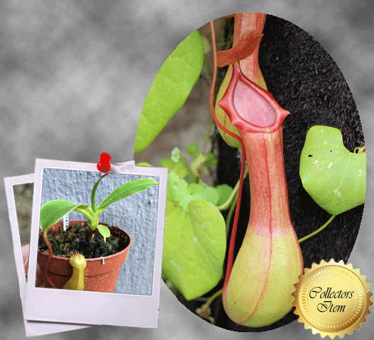 TROPICAL PITCHER PLANT 🌟 Nepenthes Ventrata 📏 6-8cm > Exact plant pictured
