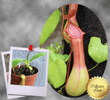 COLLECTORS ITEM 🌟 Nepenthes Ventrata 📏 6-8cm > Exact plant pictured