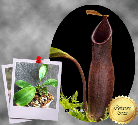 Carnivorous plant for sale:  Nepenthes (Bongso x Inermis) x Truncata 13-15cm Special Import ex Wistuba