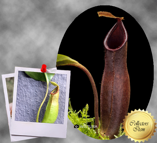 Nepenthes (Bongso × Inermis) × Truncata • Tropical pitcher • Wistuba seed grown