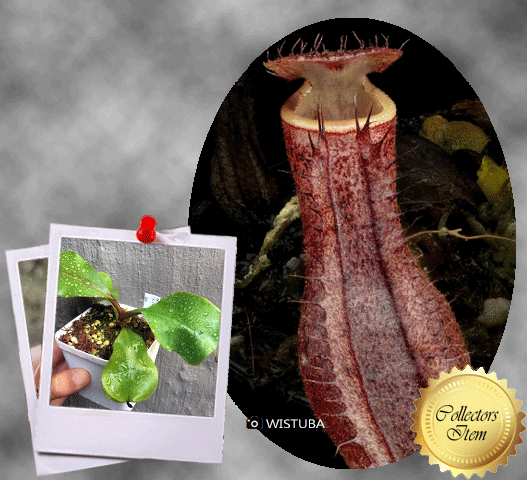 Nepenthes (Boschiana x Clipeata) x (Lowii x Clipeata) · Seed grown ·  Wistuba