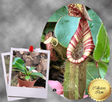 COLLECTORS ITEM 🌟 Nepenthes (Mollis x Veitchii) x Veitchii AW 📏 10-12cm > Exact plant pictured