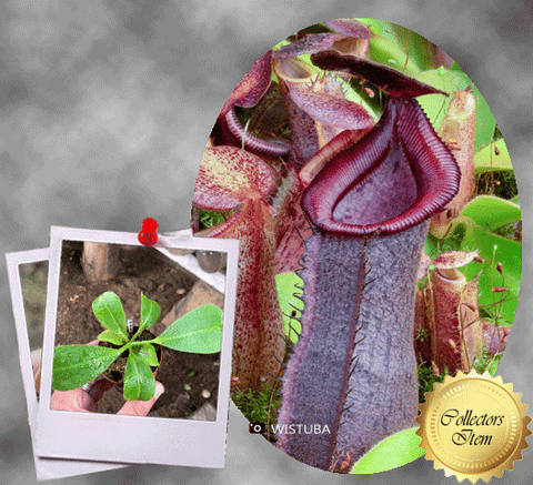 COLLECTORS ITEM 🌟 Nepenthes (Spathulata x Spectabilis) x (Veitchii x Lowii) AW 📏 15-18cm > Exact plant pictured