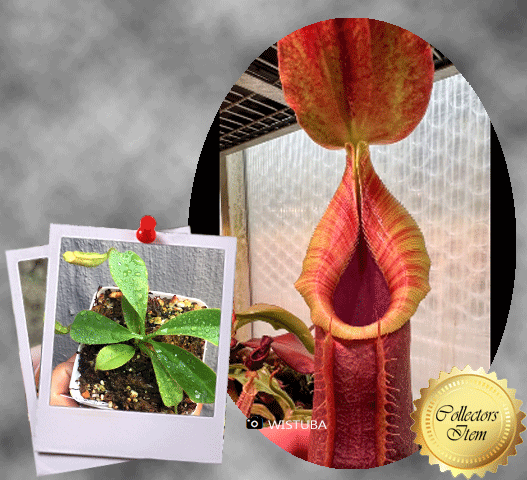 Nepenthes (Spathulata x Spectabilis) x (Veitchii x Lowii) AW #16 Wistuba Germany * For sale:  Exact plant pictured