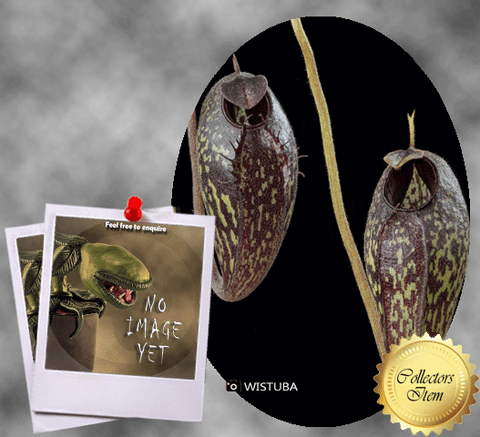 SPECIAL IMPORT 🌟 Nepenthes Aristolochioides (Sumatra) ex Wistuba 📏 13-15cm