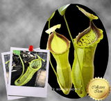 TROPICAL PITCHER PLANT: Nepenthes Spathulata x Campanulata for sale | Buy carnivorous plants and seeds online @ South Africa's leading online plant nursery, Cultivo Carnivores