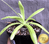 COLLECTORS ITEM 🌟 Pinguicula Gigantea x Moctezumae #122 * XXL Flowering size > Exact plant pictured