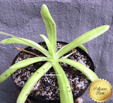 COLLECTORS ITEM 🌟 Pinguicula Gigantea x Moctezumae #122 * XXL Flowering size > Exact plant pictured
