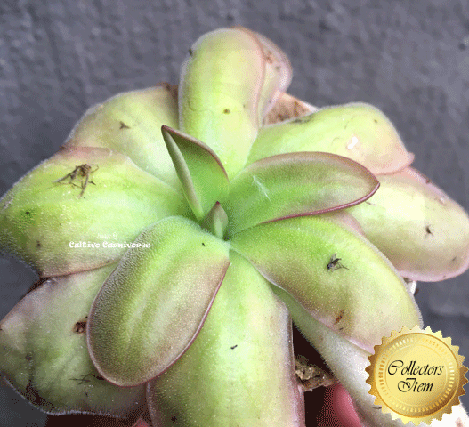 Pinguicula Moranensis (Chichicastenango, Guatemala) • Rare BCP clone • Mature plant