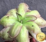 RARE! COLLECTORS ITEM 🌟 Pinguicula Moranensis loc Chichicastenango, Guatemala #134 * Flowering size > Exact plant pictured