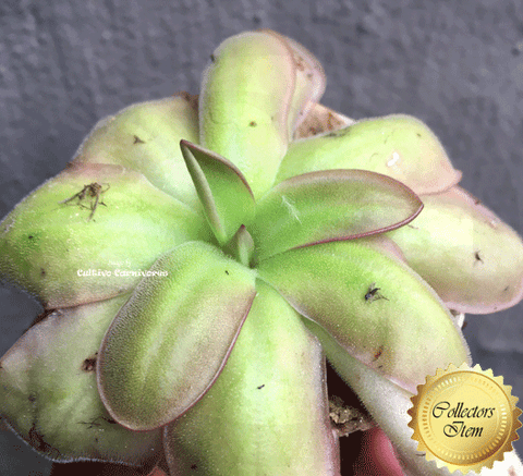 RARE! COLLECTORS ITEM 🌟 Pinguicula Moranensis loc Chichicastenango, Guatemala #134 * Flowering size > Exact plant pictured