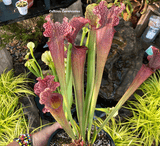 COLLECTORS ITEM:  Sarracenia cv JUDITH HINDLE > Exact plant pictured