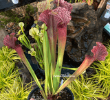 COLLECTORS ITEM:  Sarracenia cv JUDITH HINDLE > Exact plant pictured