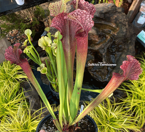 COLLECTORS ITEM:  Sarracenia cv JUDITH HINDLE > Exact plant pictured