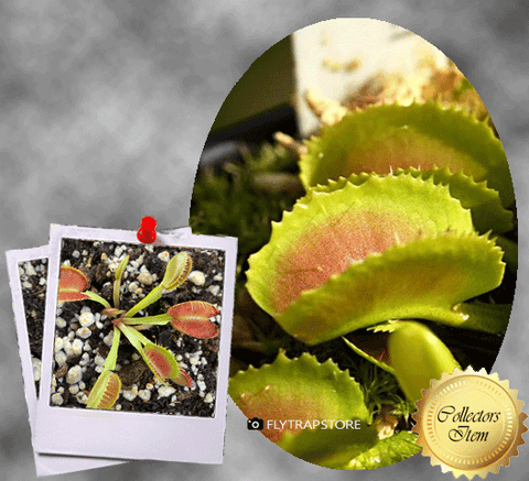 COLLECTORS ITEM 🌟 Venus Flytrap BOOMAN's MUTANT 💎 Exact plant pictured! 📏 MED winterbulb (5-8cm in summer)