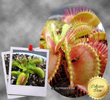 COLLECTORS ITEM 🌟 Venus Flytrap PARADISIA 💎 Exact plant pictured! 📏 XL winterbulb (10-12cm in summer)
