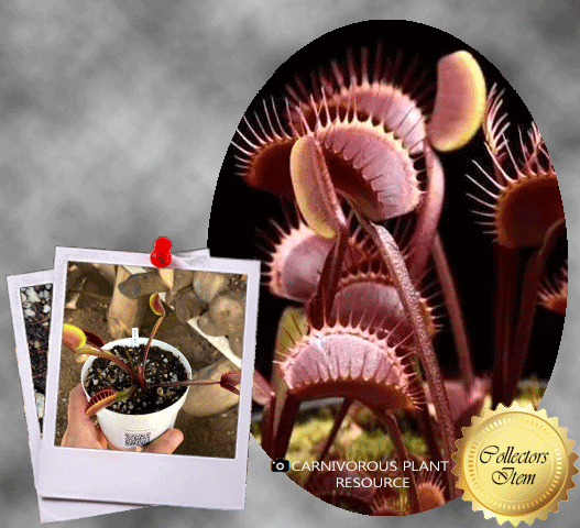 Venus Flytrap Royal Red • XL flowering size • Flytrapstore,USA
