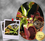 COLLECTORS ITEM 🌟 Venus Flytrap ROUGE SOMBRE 💎 Exact plant pictured! 📏 XL winterbulb (10-12cm in summer)