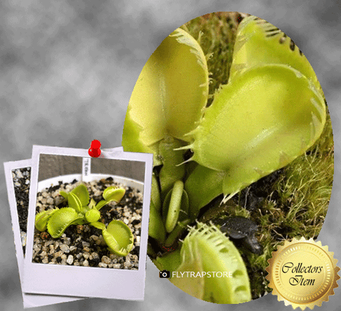 COLLECTORS ITEM 🌟 Venus Flytrap TRITON 💎 Exact plant pictured! 📏 XL winterbulb (10-12cm in summer)