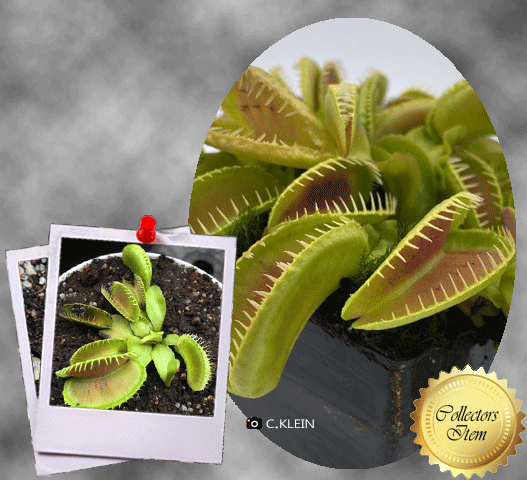 Venus flytrap Alien • XL flowering size • C.Klein