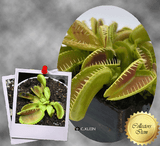COLLECTORS ITEM 🌟 Venus Flytrap ALIEN > Exact plant pictured