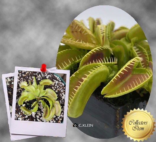 Venus Flytrap Alien • C.Klein • Collectible import