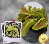 COLLECTORS ITEM 🌟 Venus Flytrap ALIEN > Exact plant pictured