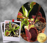 COLLECTORS ITEM 🌟 Venus Flytrap ROUGE SOMBRE 💎 Exact plant pictured! 📏 XL winterbulb (10-12cm in summer)