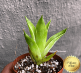 Carnivorous Bromeliad:  Catopsis Berteroniana * Bareroot > Exact plant pictured