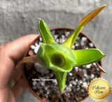Carnivorous Bromeliad:  Brocchinia Reducta * Bareroot > 📏7-10cm > Exact plant pictured