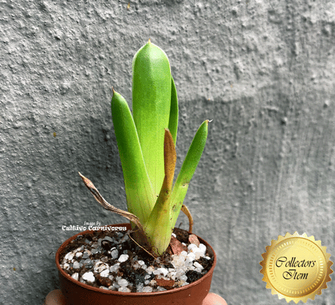 Carnivorous Bromeliad:  Brocchinia Reducta * Bareroot > 📏7-10cm > Exact plant pictured