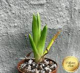 Carnivorous Bromeliad:  Brocchinia Reducta * Bareroot > 📏7-10cm > Exact plant pictured