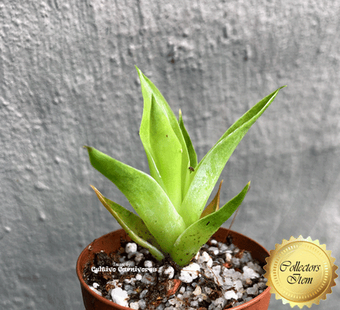 Carnivorous Bromeliad:  Catopsis Berteroniana * Bareroot > Exact plant pictured