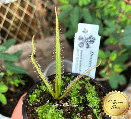 Drosera Regia (higher altitude form) location Bains kloof, South Africa * Special Import Best carnivorous plants