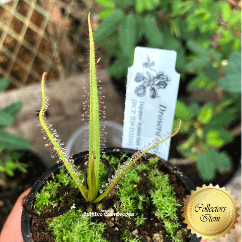 Drosera Regia (higher altitude form) location Bains kloof, South Africa * Special Import Best carnivorous plants