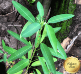 TELEGRAPH PLANT: Codariocalyx motorius (Dancing plant) for sale | Buy carnivorous plants and seeds online @ South Africa's leading online plant nursery, Cultivo Carnivores