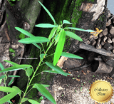 TELEGRAPH PLANT: Codariocalyx motorius (Dancing plant) for sale | Buy carnivorous plants and seeds online @ South Africa's leading online plant nursery, Cultivo Carnivores