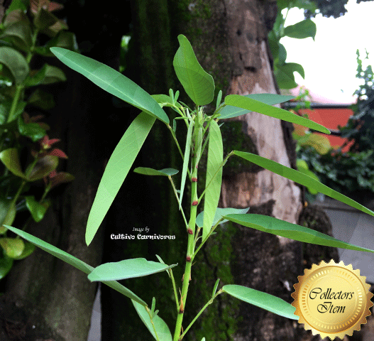 TELEGRAPH PLANT: Codariocalyx motorius (Dancing plant) for sale | Buy carnivorous plants and seeds online @ South Africa's leading online plant nursery, Cultivo Carnivores