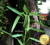 TELEGRAPH PLANT: Codariocalyx motorius (Dancing plant) for sale | Buy carnivorous plants and seeds online @ South Africa's leading online plant nursery, Cultivo Carnivores