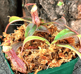 LONG FIBER SPHAGNUM MOSS:  Supersphag, NZ (Individual pack) for sale | Buy carnivorous plants and seeds online @ South Africa's leading online plant nursery, Cultivo Carnivores