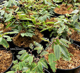 SENSITIVE PLANT: Mimosa Pudica (Touch-me-not) for sale | Buy carnivorous plants and seeds online @ South Africa's leading online plant nursery, Cultivo Carnivores