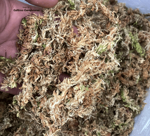 LONG FIBER SPHAGNUM MOSS: Chile Rehydrated for sale | Buy carnivorous plants and seeds online @ South Africa's leading online plant nursery, Cultivo Carnivores