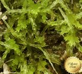 LIVE SPHAGNUM MOSS:  Species Fimbriatum CC#A31 for sale | Buy carnivorous plants and seeds online @ South Africa's leading online plant nursery, Cultivo Carnivores