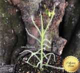 Rainbow Plant:  Byblis Guehoi for sale | Buy carnivorous plants and seeds online @ South Africa's leading online plant nursery, Cultivo Carnivores