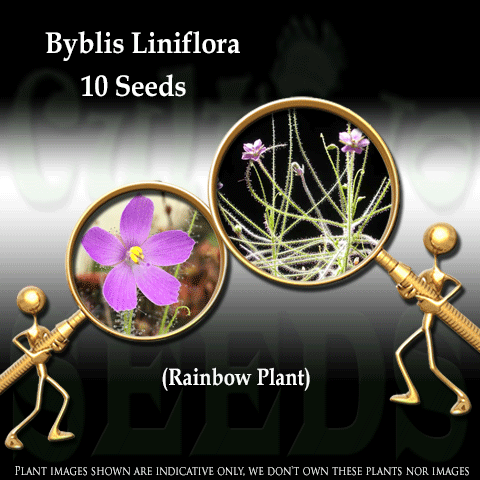 SEEDS: Rainbow Plant > Byblis Liniflora for sale | Buy carnivorous plants and seeds online @ South Africa's leading online plant nursery, Cultivo Carnivores